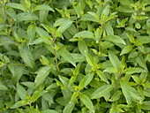 Mentha spicata