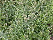 Mentha spicata