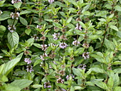 Mentha spicata