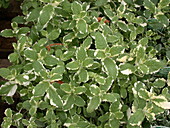 Mentha suaveolens 'Variegata'