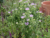 Monarda fistulosa, purple