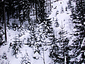 Nadelwald im Schnee