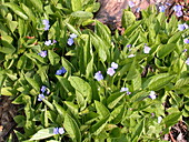 Omphalodes verna 'Grandiflora