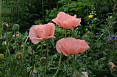 Papaver orientale, pink