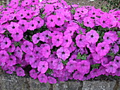 Petunia 'Viva® Flour Rose'