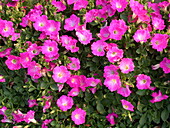 Petunia CONCHITA 'Pink Kiss'