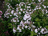 Phlox paniculata 'Graf Zeppelin'