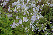 Polemonium caeruleum, hellblau