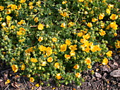 Potentilla neumanniana