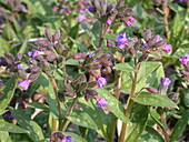 Pulmonaria saccharata 'Lewis Palmer'