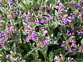 Pulmonaria longifolia