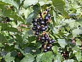 Ribes nigrum 'Ben Alder'(s)