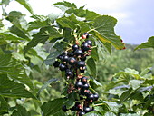 Ribes nigrum 'Ben Alder'(s)