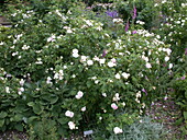 Rosa 'Felicite Parmentier