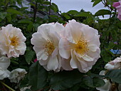 Bed rose, cream white