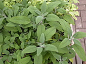 Salvia officinalis