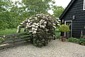 Sambucus nigra 'Purpurea'.