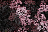 Sambucus nigra 'Black Beauty'®