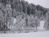 Snow landscape