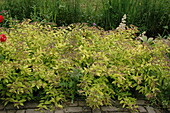 Spiraea japonica 'Golden Princess'