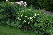 Iris sibirica, weiß