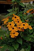 Thunbergia alata, golden yellow