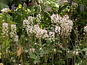 Tiarella laciniata 'Spring Symphony'