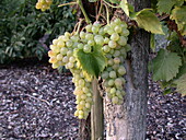 Vitis vinifera 'Glenora'