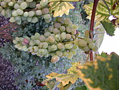 Vitis vinifera 'Glenora