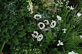 white flowering perennial border