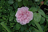 Bed rose, pink