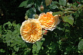 Bed rose, yellow