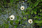 Frösche auf Rosenblüten im Teich