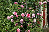 Climbing rose, pink