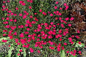 Dianthus gratianopolitanus