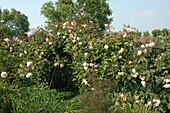 Climbing rose, pink