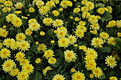 Dahlia x hortensis, yellow