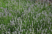 Lavandula angustifolia Lavandula angustifolia 'Munstead'