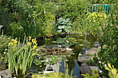 Pond with water plants