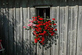 Pelargonium peltatum, rot