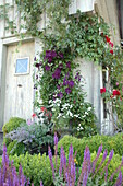 Climbing plants on house wall