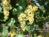 Vitis vinifera 'Palatina'(s)