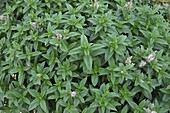 Mentha