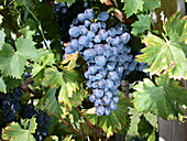 Vitis vinifera 'Nero'(s)