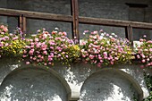 Balcony planting