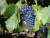 Vitis vinifera 'Königliche Esthertraube'