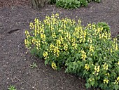 Thermopsis lanceolata