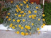 Gazania rigens var. leucolaena