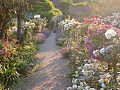 Rose garden