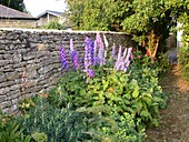 Delphinium in front of wall
